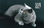 Achuri′s Remus. Вид: Кошка. Порода: Британская короткошерстная. Пол: самец. Фото