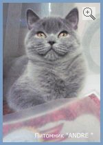 ANDRE′s KAROLLINA BUTTERFLY BAFFI. Вид: Кошка. Порода: Британская короткошерстная. Пол: самка. Фото