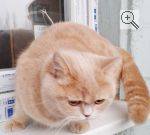 ANDRE′s OMELLIYA ANDRE BAFFI. Вид: Кошка. Порода: Британская короткошерстная. Пол: самка. Фото