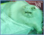 ANDRE-BAFFI′s PRINCE ANDRE BAFFI. Вид: Кошка. Порода: Персидская. Пол: самец. Фото