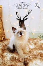Невский Вальс’s Baira