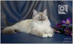 Zlato Ziberio′s Carolina Sapfir Siberian. Вид: Кошка. Порода: Невская маскарадная. Пол: самка. Фото