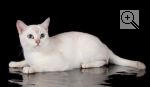 Burmilliant′s LV*Salanas Star Crystal Lion. : . :  . : . 