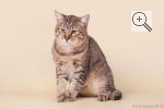 RussPixi′s Domynyc. : . : -. : . 