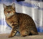 RussPixi′s Maldives. Вид: Кошка. Порода: Пикси-боб. Пол: самка. Фото