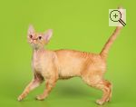 Devon Rex Canada Cattery′s VERONIKA ARSO IRIS. : . :  . : . 