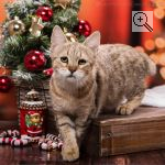 RussPixi′s RUSSPIXI SCHATZ. : . : -. : . 